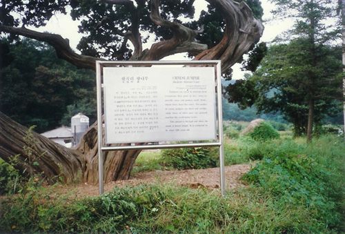 C형 구형